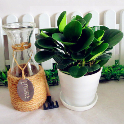 豆瓣绿青叶碧玉礼品室内植物盆栽绿植吸甲醛净化空气好养的花桌面