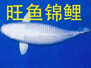 进口日本锦鲤鱼 纯种白金锦鲤鱼活体 精品风水鱼观赏鱼保证包活