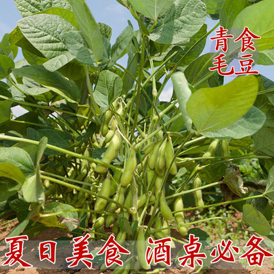 青食毛豆种子中早熟品种结荚早整齐度好产量高四季播非转基因