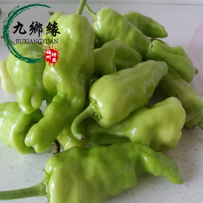 梅州客家平远土番椒白皮番椒时价新鲜季节蔬菜500g