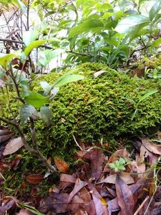 鲜活野生苔藓青苔藓微景观盆栽生态瓶