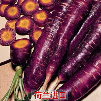 荷兰必久bejo艳紫胡萝卜种子50000粒装紫色胡萝卜种子优良品种