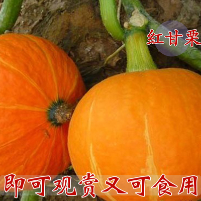 日本红甘栗F1南瓜种子早熟南瓜品种抗病强耐运输南北方均可栽培