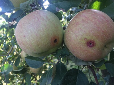 烟台自然农法苹果-预售数量不保证，卖完截单，未发货退款