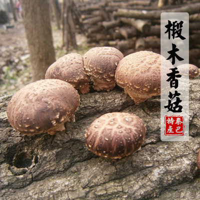 秦巴妹 农家干货香菇300g 干香菇冬菇 野生椴木小香菇 青川土特产