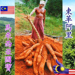 批发马来西亚热带雨林东革阿里 最苦的黄原根切片250克
