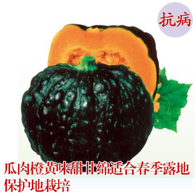 日本引进南瓜种子蔬菜种子味甜甘绵适合春季露地保护地栽培
