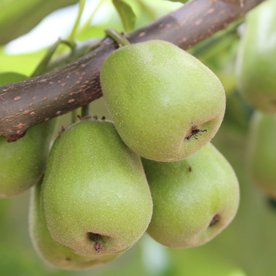 蒲江特产红心猕猴桃纯甜 现摘新鲜奇异果中果30粒装每粒约70-90克