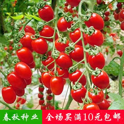 蔬果种子 台湾俏美人 樱桃番茄种子 阳台种菜籽 盆栽蔬菜种子