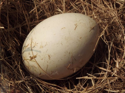 柒妈妈 散养有机 土鹅蛋新鲜 鹅蛋纯天然自养富硒非转基因农家散