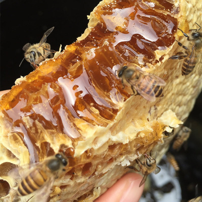 秦岭土蜂蜜纯天然农家土蜂蜜结晶蜂蜜pk进口蜂蜜野生蜂蜜百花蜜