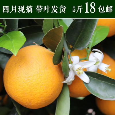 橙子伦晚脐橙5斤现摘带叶发货PK中华红血橙纽荷尔脐橙包邮特价