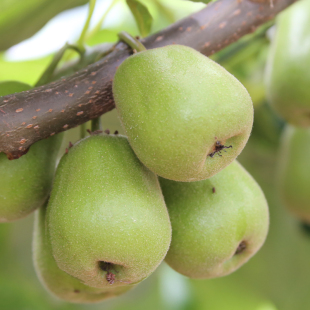 蒲江红心猕猴桃小果30颗现摘新鲜应季水果奇异果4斤每颗约50~70克