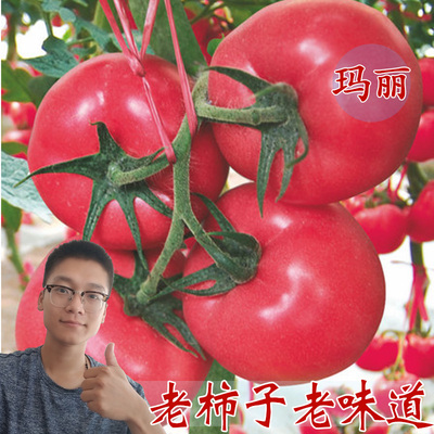 西红柿种子玛丽粉果番茄种子高产非转基因四季阳台盆栽种子