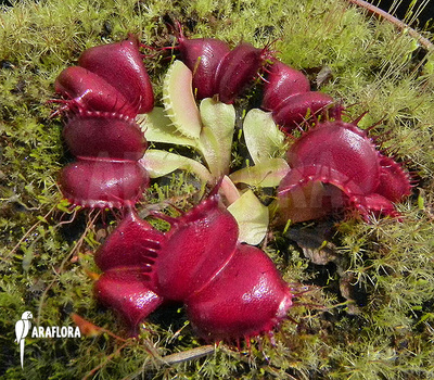 食虫植物-银河系捕蝇草（Dionaea muscipula Galaxy）特征明显！
