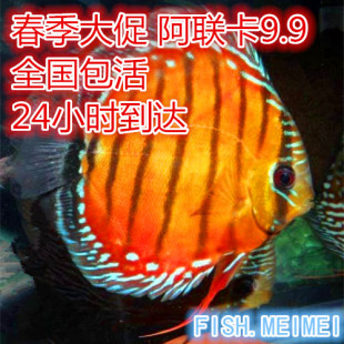 鱼美美 七彩神仙鱼 鱼苗 热带观赏鱼 鱼苗 活体 阿莲卡 2到3公分