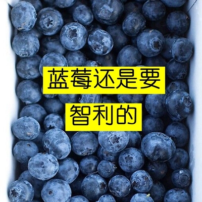 空运新鲜现货智力蓝莓鲜果6盒顺丰包邮进口水果高花青素孕妇水果