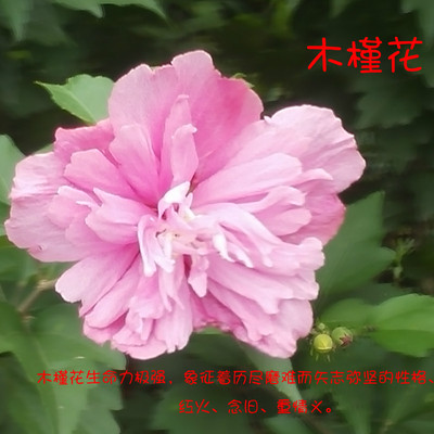 木槿树苗紫色单辨绿植盆栽绿化庭院重辨红花白花食用篱笆沙漠玫瑰