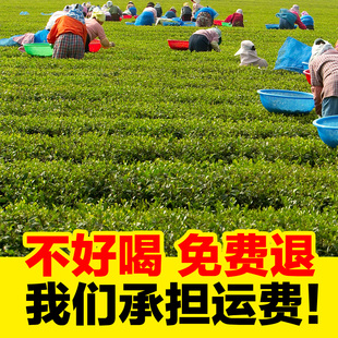 崂山绿茶2016新茶春茶250g特级散装炒青山东青岛特产绿茶叶包邮