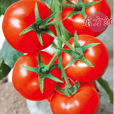 西红柿种子东方红大果番茄种子商品性佳蔬菜种子