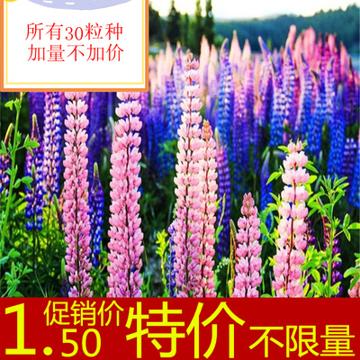 30粒促销价鲁冰花种子庭院阳台花卉盆栽种子格桑花种子特价不限量