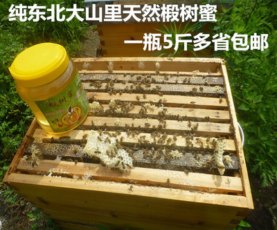 大山里椴树蜜一瓶5斤多省包邮自己承包的山产蜂蜜纯绿色食品