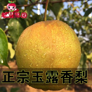 【老8果园】山西隰县玉露香梨子新鲜水果赛库尔勒香梨砀山酥梨