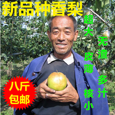 【老8果园】玉露香 山西隰县玉露香梨12个八斤玉露香梨子新鲜水果