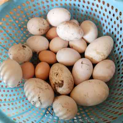 农家散养新鲜鹅蛋5枚装免正宗处子孕妇去胎毒纯天然土草鹅蛋当天