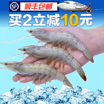 青岛尚致海捕大青虾对虾大虾新鲜海虾3.8斤单只12cm【送黄油】