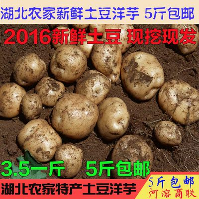 湖北宜昌农家天然高山新鲜小土豆5斤蔬菜绿色有机迷你洋芋马铃薯