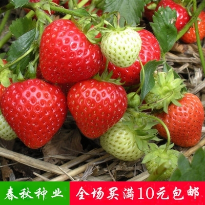 盆栽花卉水果红草莓种子 阳台春夏播种子 蔬菜 果蔬种子 100粒
