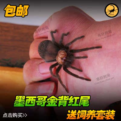 墨西哥金背红尾蜘蛛1-4cm 宠物捕鸟蛛 活体蜘蛛温顺品种 送饲养套