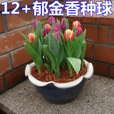 超大郁金香种球盆栽绿植花卉荷兰进口郁金香种子四季桌面盆栽植物