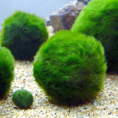 天然绿藻球大号小号懒人造景鱼虾沉底水草冷水热水都能长的前景草