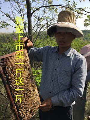 2016山西新鲜槐花蜜液态蜜农家纯天然蜂蜜买一斤送一斤限时活动