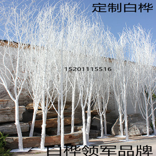 4米大颗天然白桦树枝 装饰树干 隔断树枝 白桦树 喷漆白桦树枝