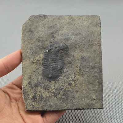 湘西稀有 天然小安南虫化石标本 三叶虫古生物化石原石 收藏 包邮