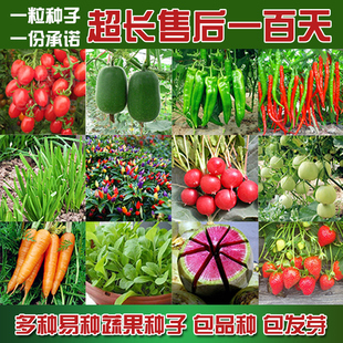 蔬菜种子套餐 阳台盆栽四季播易种菜种子 水果种子青菜菜籽 包邮