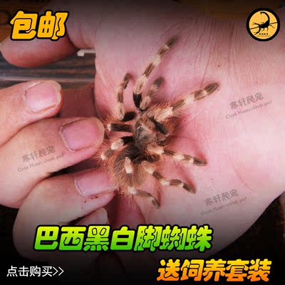 巴西黑白脚蜘蛛1-4cm幼体 活体宠物捕鸟蜘蛛生长迅速 送饲养套装
